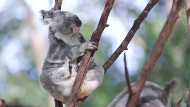 Koalas Clinging to Eucalyptus Trees