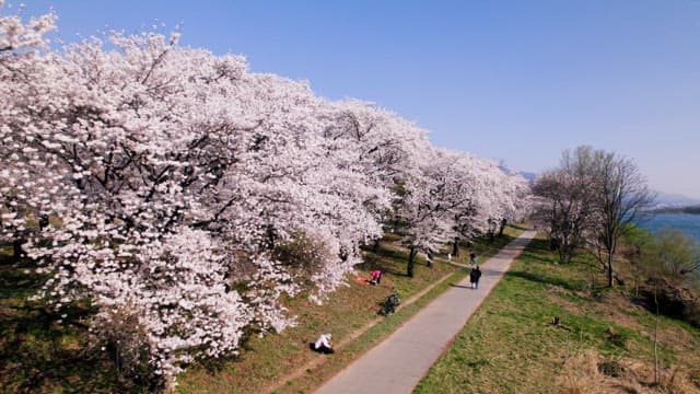 People Enjoying theCherry Blossoms by the River