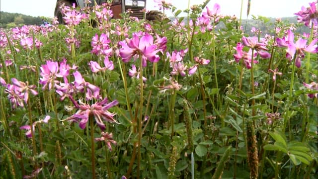 Field of Pink Flowers with Tractor in Background