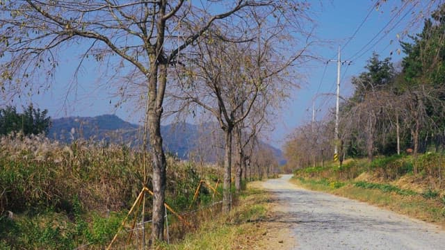 Rural road flanked by tall trees on a clear day