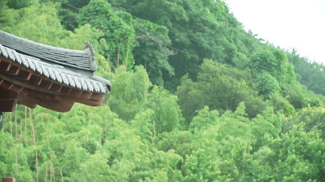 Traditional Korean roof of Hanok with lush green forest
