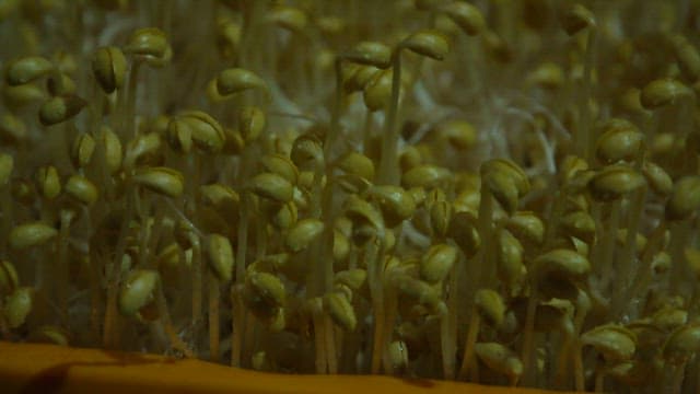 Fresh bean sprouts growing in a dark environment