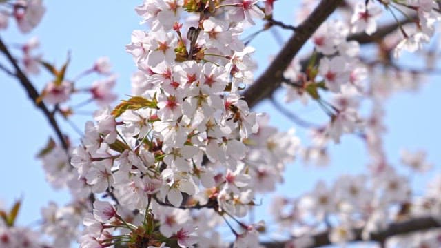 Cherry blossoms with a bee in spring