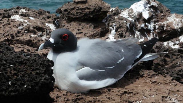 Seabird Nesting on Rocky Coastal Terrain