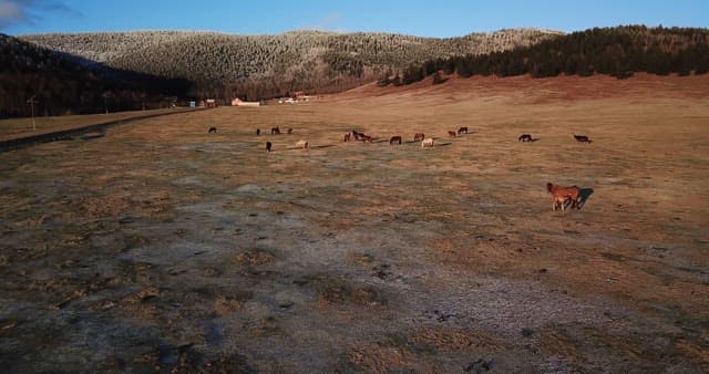 Horses grazing in a vast open field