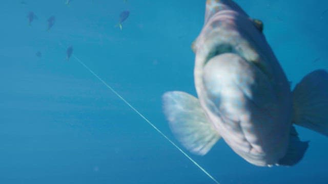 Large humphead wrasse swimming underwater