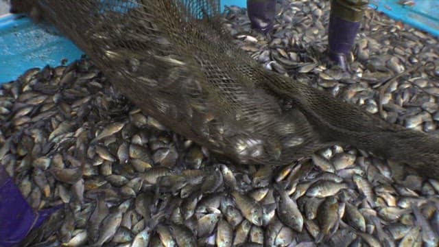 Fish flapping in the net