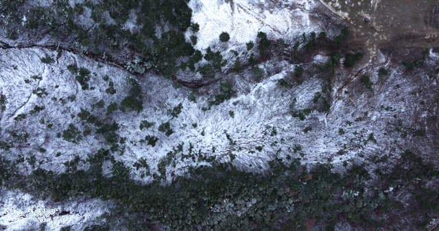 Snow-covered forest with bare trees and greens