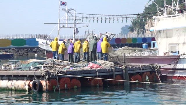 Fishermen Pulling in Nets Full of Fish on a Boat Dock
