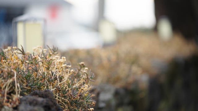 Plants Growing on a Stone Wall with Lamps