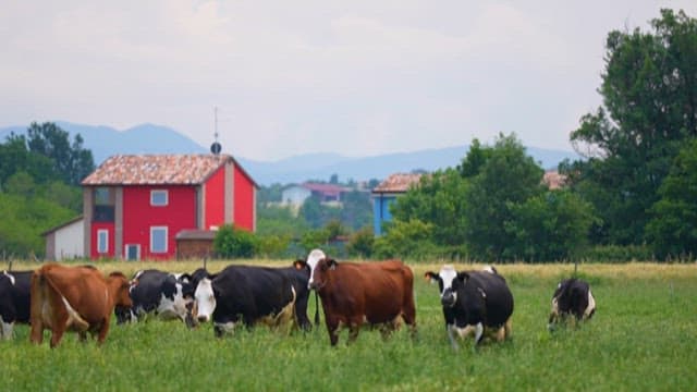 Cows Grazing in a Green Meadow