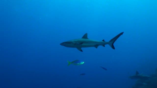 Sharks swimming in the deep blue sea