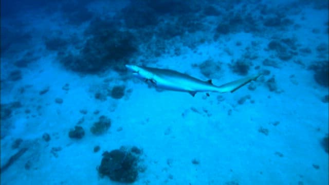 Shark swimming with its fin cut off