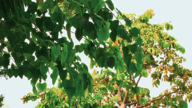 Green leaves on branches under bright sunlight