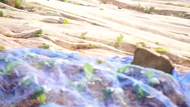Mustard leaves growing under protective netting