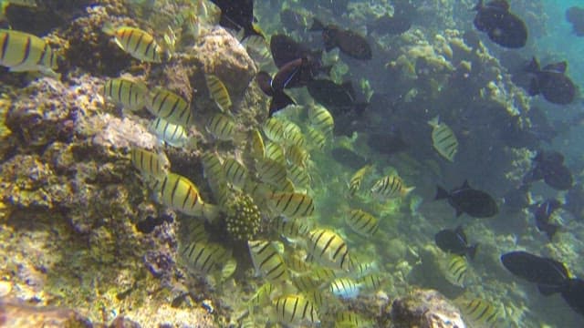 Underwater Scene with Tropical Fish and Coral