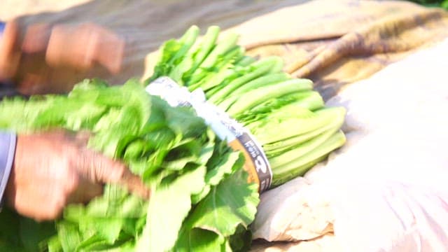 Fresh green vegetables being sorted by farmer