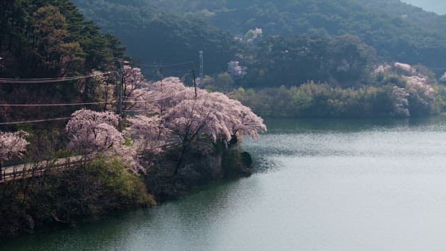 Cherry blossoms by a serene lakeside