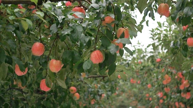Orchard trees with freshly ripened red apples