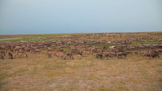 Herd of Reindeer Crossing Through Vast Plain