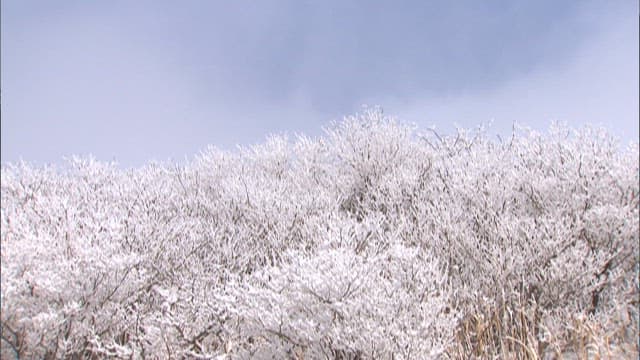 Snow-covered branches against a cloudy sky