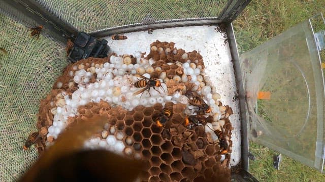 Wasp nest and wasps observed inside the cage