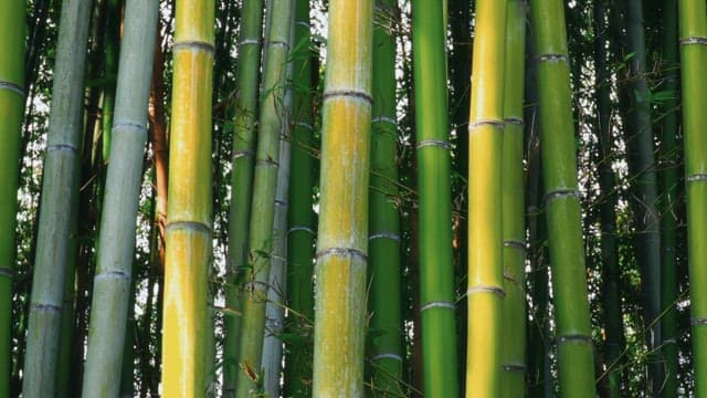Straight bamboo forest full of greenery