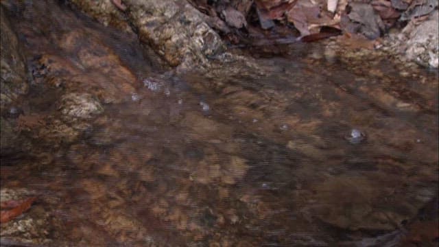 Man recording the sound of a stream in the forest