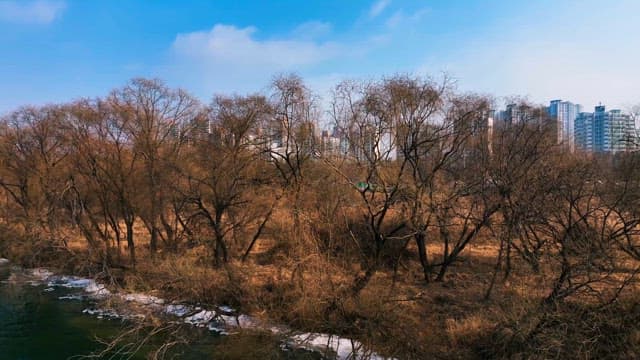 Cityscape of High-Rise Buildings Behind Barren Trees