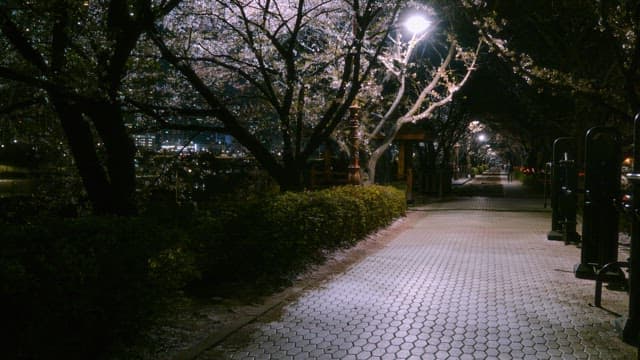 Nighttime walk under cherry blossom trees