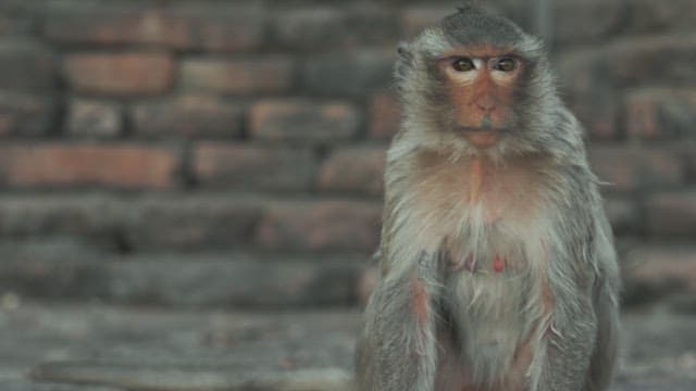 Monkey Sitting Quietly on Stone Steps with a Backdrop of Brick Walls