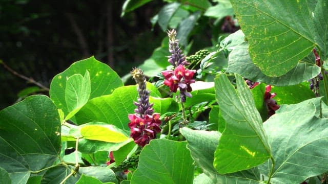 Vibrant flowers among lush green leaves