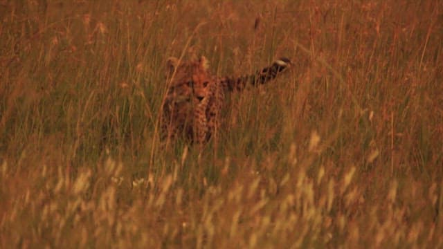 Cheetah Cub Roaming on the Grass at Sunset