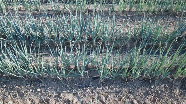 Rows of Young Crops in Earthy Farmland
