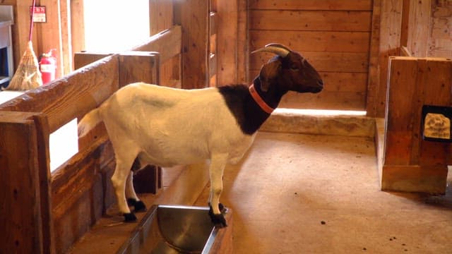 Goat standing inside a wooden barn during the day
