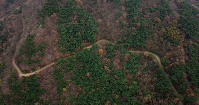 Path Leading Around a Dense Mountain Forest