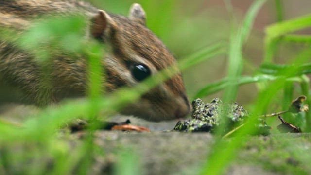 Squirrel Foraging Amongst Green Leaves