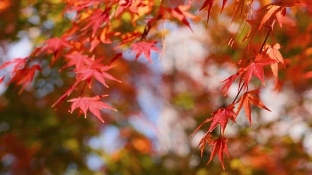 Vibrant red maple leaves in autumn