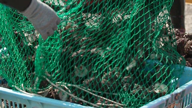 Transferring Conches from a Net into a Blue Basket