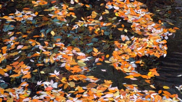 Fallen autumn leaves floating in a calm and clear stream