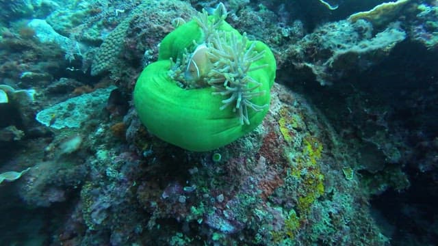 Clownfish swimming among sea anemones