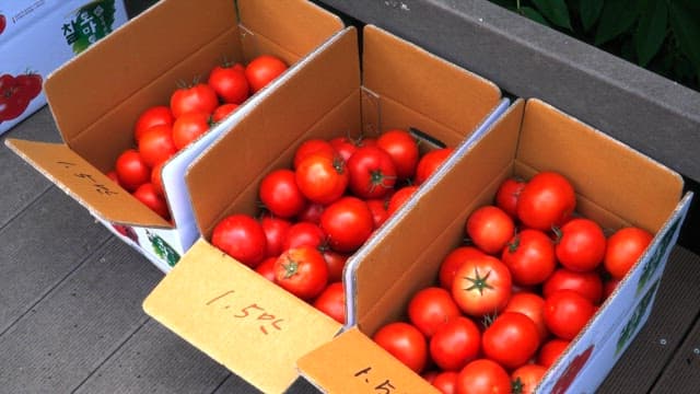 Boxes of fresh tomatoes on a wooden deck