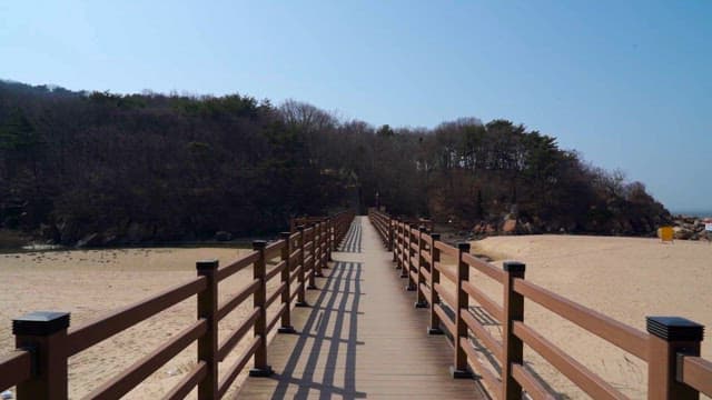 Wooden Boardwalk Leading to a Forested Area