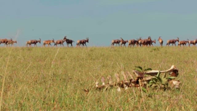 Herd of Antelopes Roaming the Quiet Plains