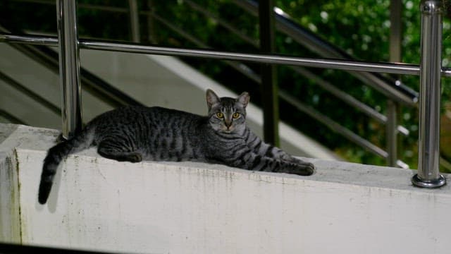 Cat resting on a concrete ledge