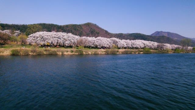 Cherry Blossoms and People Along River