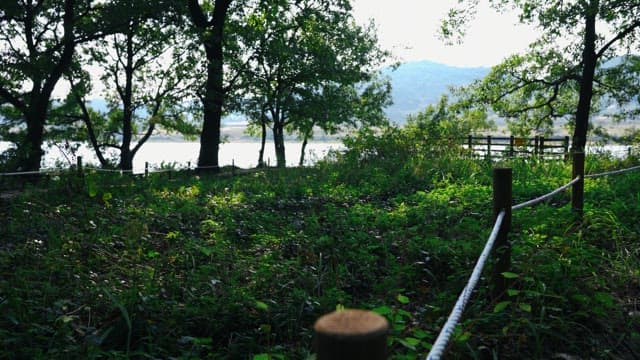 Serene woodland trail overlooks a tranquil lake in the distance, bathed in sunlight