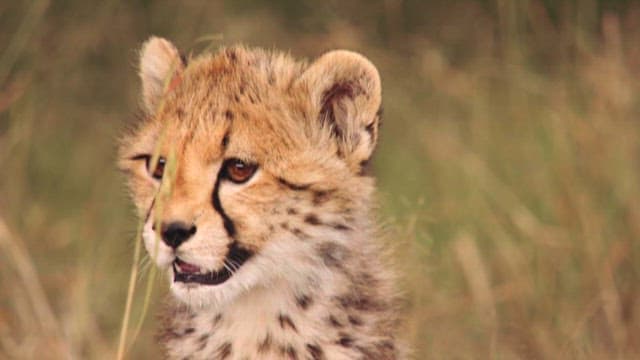 Cheetah Cub Quietly Staring at the Grass