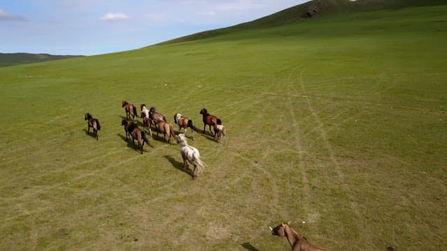 Herd of horses moving on a wide meadow