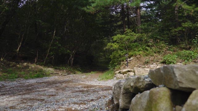 Serene Forest Path with Sunlight and Stones